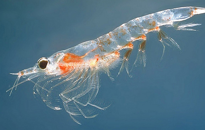 What are the side effects of krill oil?